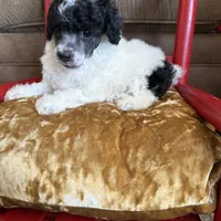 Baby girl, a female Poodle - Toy  for sale in West Green, GA – 6 of 10