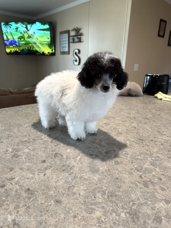 Baby girl – Poodle - Toy  puppy for sale in West Green, GA