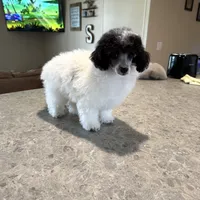 Baby girl, a female Poodle - Toy  for sale in West Green, GA – 1 of 10