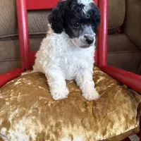 Baby girl, a female Poodle - Toy  for sale in West Green, GA – 5 of 10