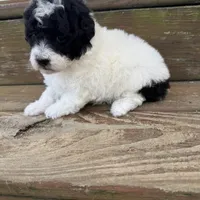 Baby girl, a female Poodle - Toy  for sale in West Green, GA – 9 of 10