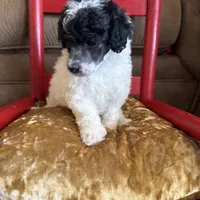 Baby girl, a female Poodle - Toy  for sale in West Green, GA – 7 of 10