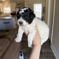 Baby girl, a female Poodle - Toy  for sale in West Green, GA – 10 of 10
