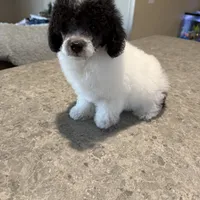 Baby girl, a female Poodle - Toy  for sale in West Green, GA – 3 of 10