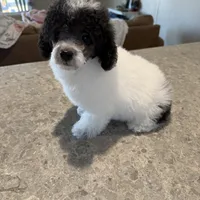 Baby girl, a female Poodle - Toy  for sale in West Green, GA – 2 of 10