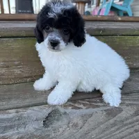 Baby girl, a female Poodle - Toy  for sale in West Green, GA – 4 of 10