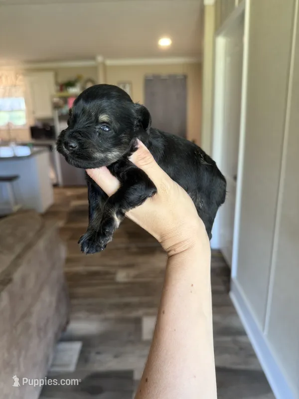 Rosco – Miniature Schnauzer puppy for sale in West Green, GA