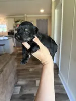 Rosco, a male Miniature Schnauzer for sale in West Green, GA – 1 of 1