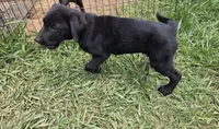 Onyx, a male German Shepherd Dog and Labrador Retriever for sale in Durham, NC – 3 of 3