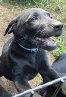 Onyx, a male German Shepherd Dog and Labrador Retriever for sale in Durham, NC – 2 of 3