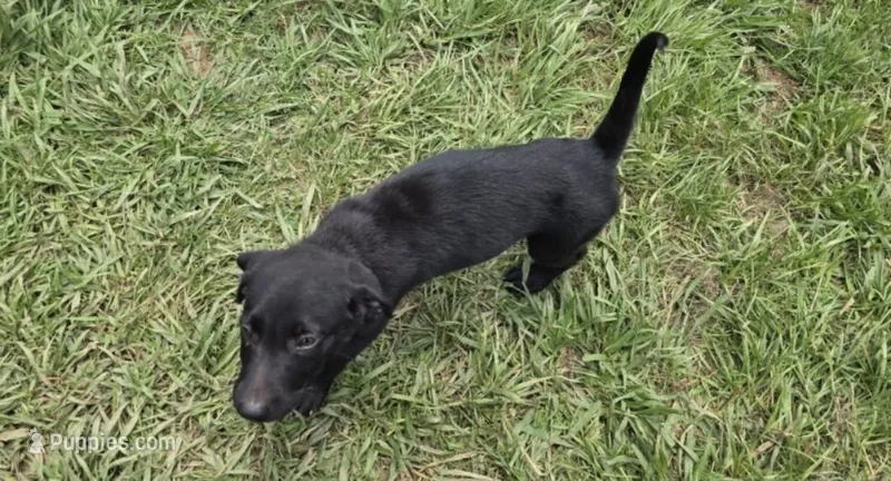 Onyx – German Shepherd Dog, Labrador Retriever puppy for sale in Durham, NC