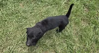 Onyx, a male German Shepherd Dog and Labrador Retriever for sale in Durham, NC – 1 of 3