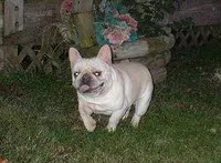Bubba, a male French Bulldog for sale in Oronogo, MO – Photo 6 of 7