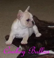 Bubba, a male French Bulldog for sale in Oronogo, MO – Photo 1 of 7