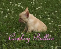 Bubba, a male French Bulldog for sale in Oronogo, MO – Photo 2 of 7