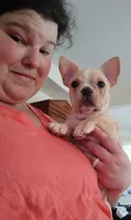 Bubba, a male French Bulldog for sale in Oronogo, MO – Photo 4 of 7
