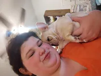 Bubba, a male French Bulldog for sale in Oronogo, MO – Photo 5 of 7