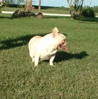 Bubba, a male French Bulldog for sale in Oronogo, MO – Photo 7 of 7
