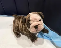 processed/0e102595-cba8-407e-b99d-ddfffa070066/listing/d4118c26-4c64-4feb-8e03-f5d4a2d6c1bb/1aa9b0be-4f40-4e02-b2a7-b18154a2b182