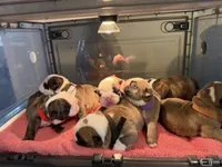 processed/0e102595-cba8-407e-b99d-ddfffa070066/listing/d4118c26-4c64-4feb-8e03-f5d4a2d6c1bb/492bba65-f104-4ad8-8dc4-d2f04aa72725