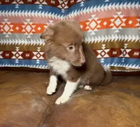 Coco, a female Australian Shepherd and Pomeranian for sale in Warsaw, NC – 3 of 9