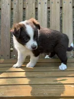 Millie, a female Australian Shepherd and Pomeranian for sale in Warsaw, NC – 6 of 6