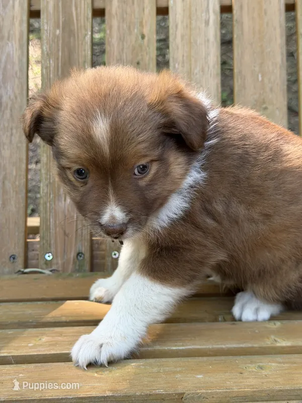 Poppy – Australian Shepherd, Pomeranian puppy for sale in Warsaw, NC