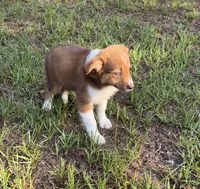 Poppy, a female Australian Shepherd and Pomeranian for sale in Warsaw, NC – 6 of 9