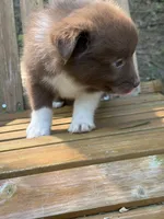 Poppy, a female Australian Shepherd and Pomeranian for sale in Warsaw, NC – 3 of 10