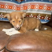 Poppy, a female Australian Shepherd and Pomeranian for sale in Warsaw, NC – 3 of 9