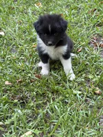 Jasper, a male Australian Shepherd and Pomeranian for sale in Warsaw, NC – 4 of 7