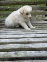 Goldie, a female Australian Shepherd and Pomeranian for sale in Warsaw, NC – 4 of 8