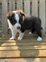 Millie, a female Australian Shepherd and Pomeranian for sale in Warsaw, NC – 1 of 6