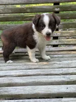 Millie, a female Australian Shepherd and Pomeranian for sale in Warsaw, NC – 3 of 6