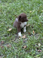 Annie, a female Australian Shepherd and Pomeranian for sale in Warsaw, NC – 4 of 8