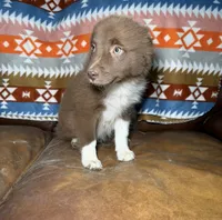 Coco, a female Australian Shepherd and Pomeranian for sale in Warsaw, NC – 6 of 9