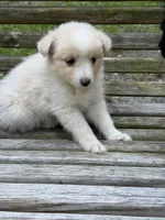 Goldie, a female Australian Shepherd and Pomeranian for sale in Warsaw, NC – 5 of 8