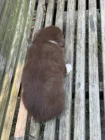 Annie, a female Australian Shepherd and Pomeranian for sale in Warsaw, NC – 8 of 8