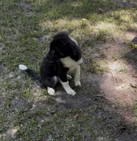 Bandit, a male Australian Shepherd and Pomeranian for sale in Warsaw, NC – 7 of 7