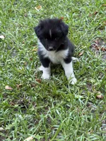 Jasper, a male Australian Shepherd and Pomeranian for sale in Warsaw, NC – 2 of 7
