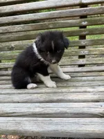 Jasper, a male Australian Shepherd and Pomeranian for sale in Warsaw, NC – 3 of 7