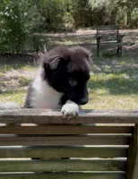 Bandit, a male Australian Shepherd and Pomeranian for sale in Warsaw, NC – 2 of 7