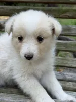 Goldie, a female Australian Shepherd and Pomeranian for sale in Warsaw, NC – 8 of 8