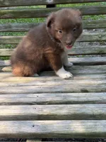 Annie, a female Australian Shepherd and Pomeranian for sale in Warsaw, NC – 2 of 8