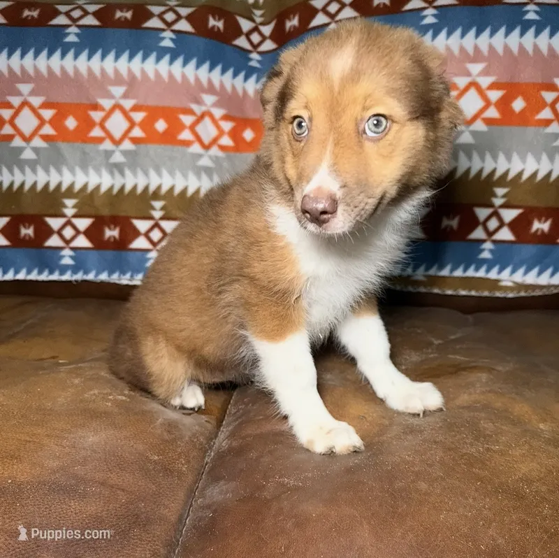 Poppy – Australian Shepherd, Pomeranian puppy for sale in Warsaw, NC