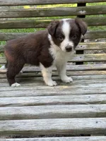 Millie, a female Australian Shepherd and Pomeranian for sale in Warsaw, NC – 5 of 6