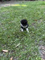 Jasper, a male Australian Shepherd and Pomeranian for sale in Warsaw, NC – 1 of 7