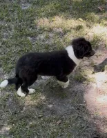 Bandit, a male Australian Shepherd and Pomeranian for sale in Warsaw, NC – 5 of 7