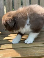 Poppy, a female Australian Shepherd and Pomeranian for sale in Warsaw, NC – 7 of 10
