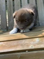 Annie, a female Australian Shepherd and Pomeranian for sale in Warsaw, NC – 3 of 8